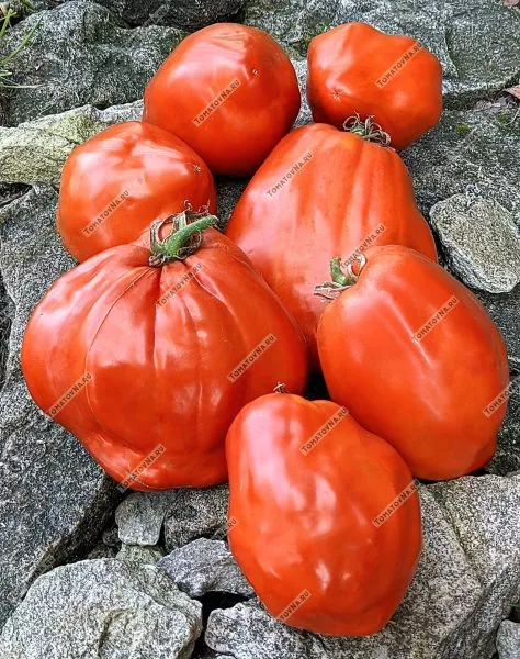 gigantskiy-mech-2-170551