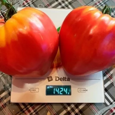 gigantskoe-serdtse-tismana-10-171590