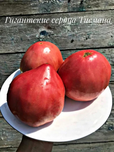 gigantskoe-serdtse-tismana-2-171590