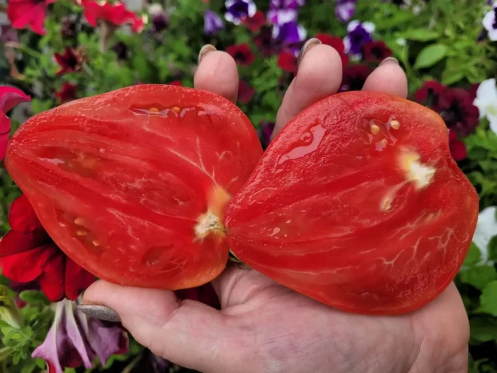 gigantskoe-serdtse-tismana-3-171590