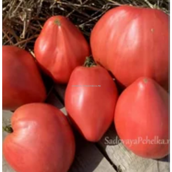 gigantskoe-serdtse-tismana-4-171590