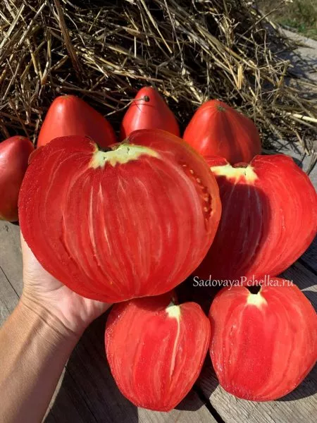 gigantskoe-serdtse-tismana-5-171590