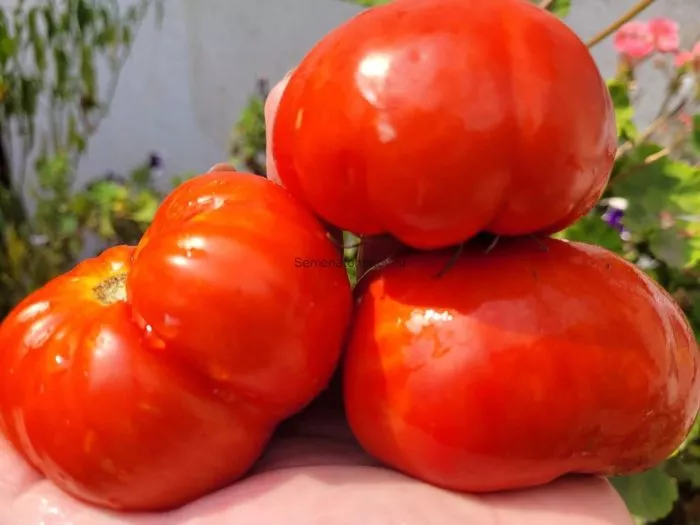 gigantskoe-serdtse-tismana-7-171590