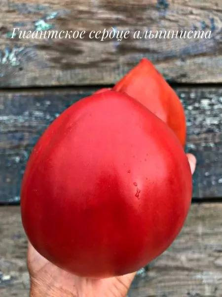gigantskoe-serdtse-tismana-8-171590