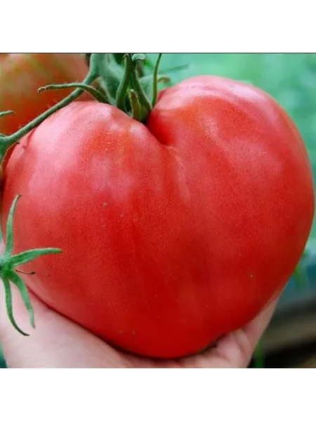 gigantskoe-serdtse-tismana-9-171590