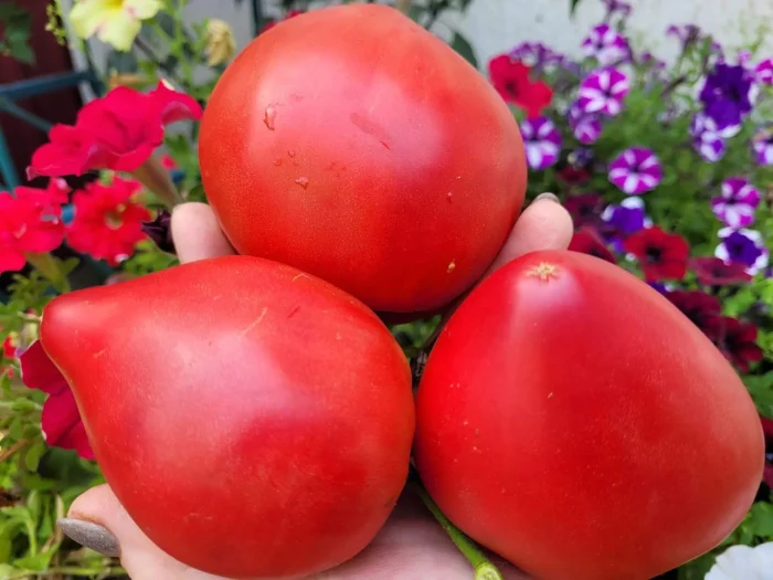 gigantskoe-serdtse-tismana-main-171590