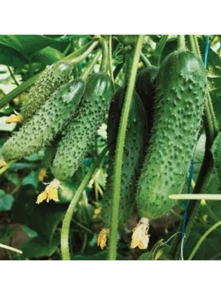 gladiator-main-201174