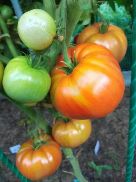 gnom-grushevyy-desert-4-175825