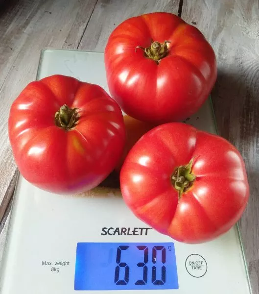 gnom-grushevyy-desert-7-175825