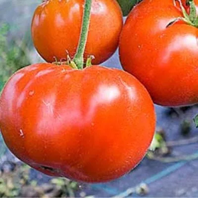 gnom-grushevyy-desert-8-175825