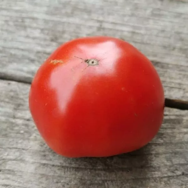 gnom-grushevyy-desert-main-175825