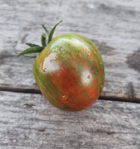 gnom-kruglyy-robin-main-175858