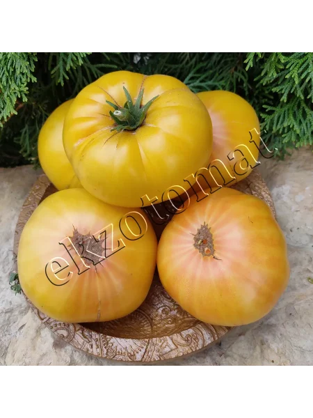 gnom-sladkaya-syu-2-171506