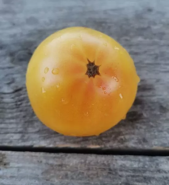 gnom-sladkaya-syu-3-171506