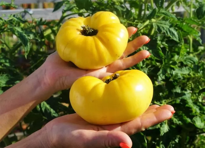 gnom-sladkaya-syu-4-171506