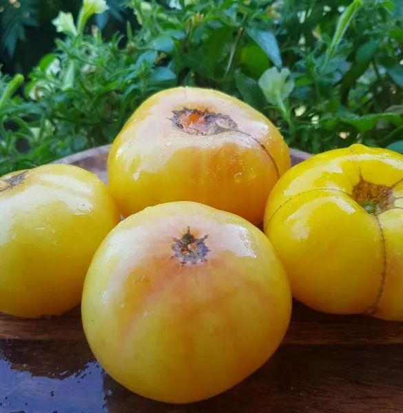 gnom-sladkaya-syu-7-171506