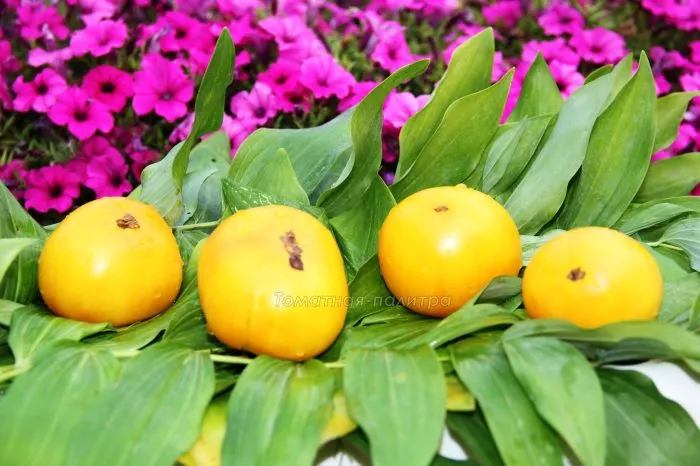 gnom-sladkaya-syu-9-171506