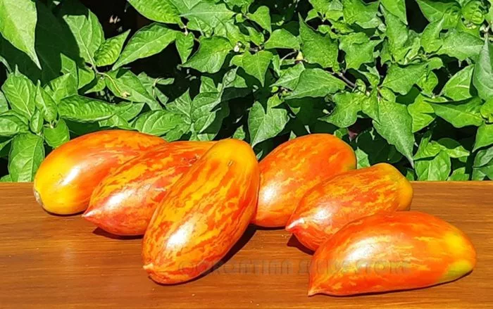 gnom-vosstanie-boksera-10-175457