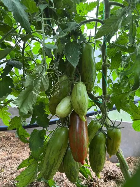 gnom-vosstanie-boksera-3-175457