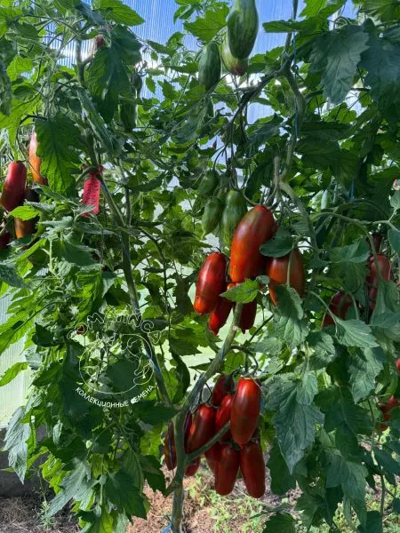 gnom-vosstanie-boksera-4-175457