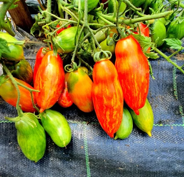 gnom-vosstanie-boksera-5-175457