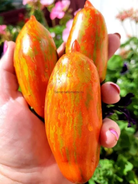 gnom-vosstanie-boksera-7-175457