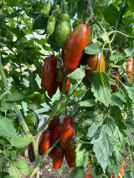 gnom-vosstanie-boksera-9-175457