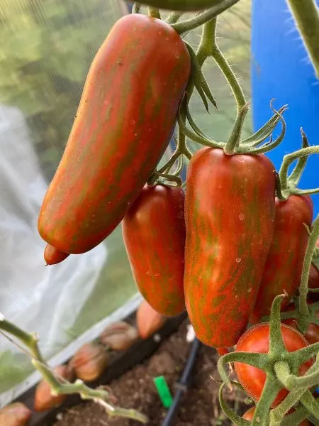 gnom-vosstanie-boksera-main-175457