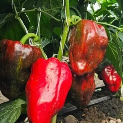 godzilla-main-182509