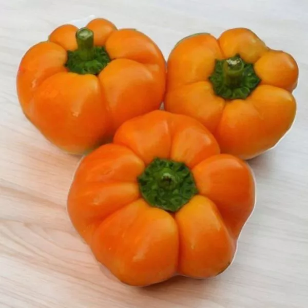 gogoshar-oranzhevyy-1-190988