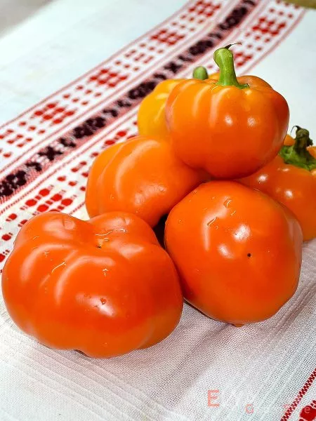 gogoshar-oranzhevyy-3-190988