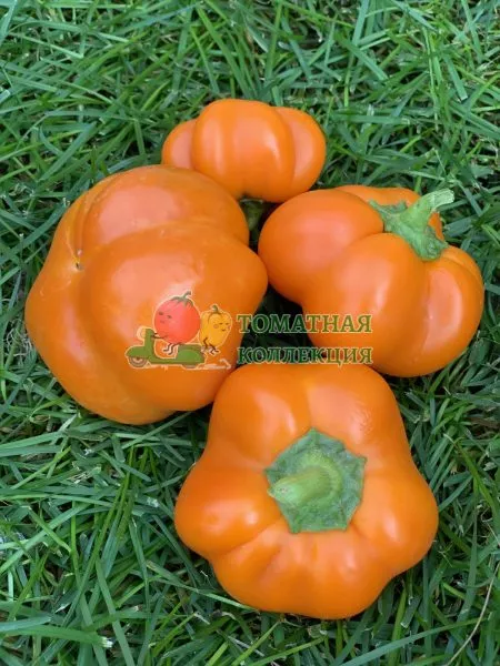 gogoshar-oranzhevyy-5-190988