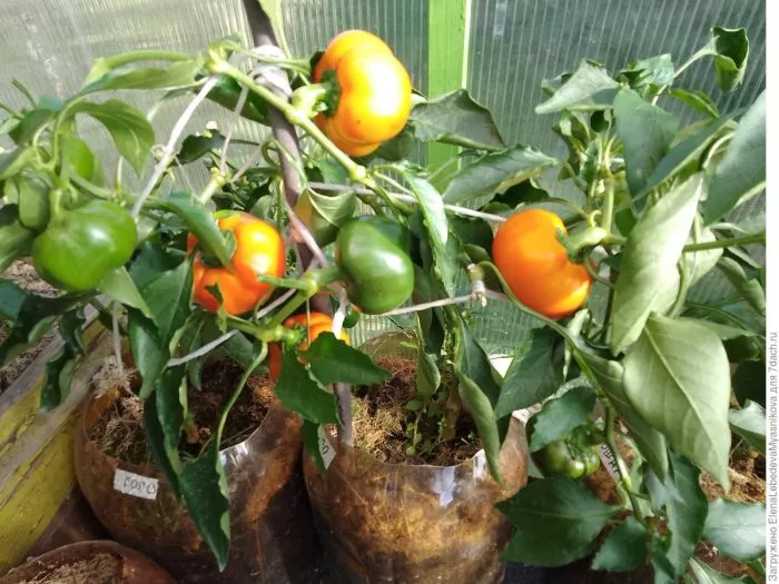 gogoshar-oranzhevyy-7-190988