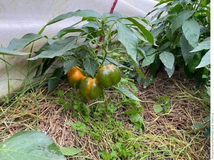 gogoshar-oranzhevyy-8-190988