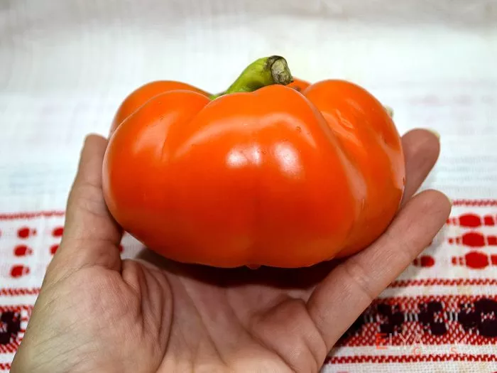 gogoshar-oranzhevyy-9-190988