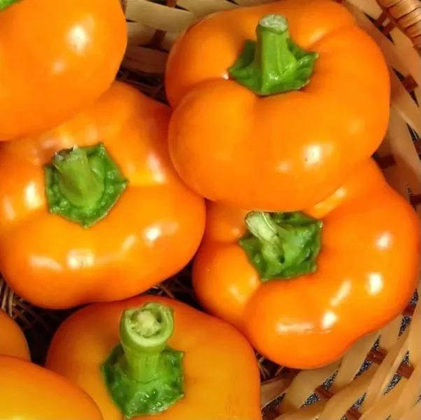 gogoshar-oranzhevyy-main-190988