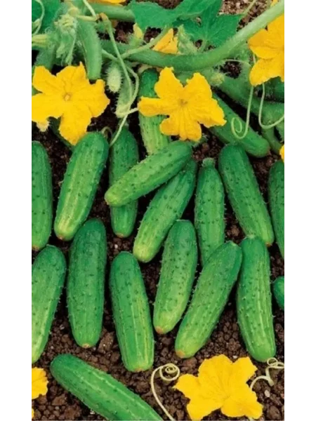 golubchik-main-197497