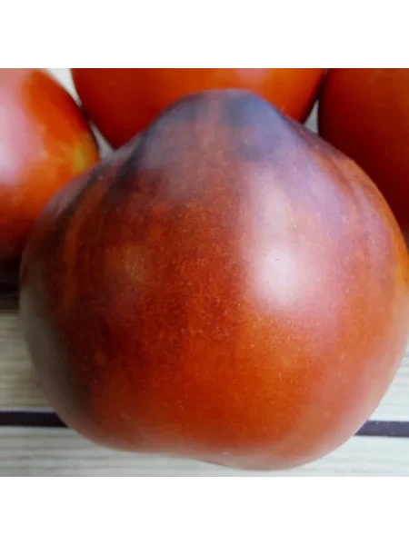 goluboy-tryufel-1-172338