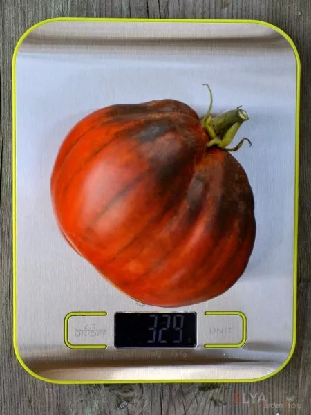 goluboy-tryufel-10-172338