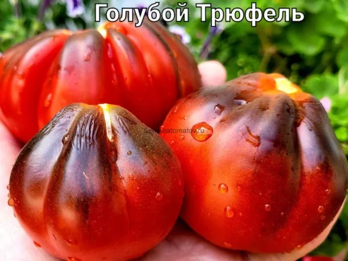 goluboy-tryufel-2-172338