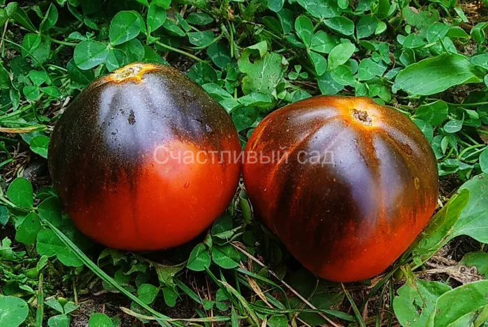 goluboy-tryufel-3-172338