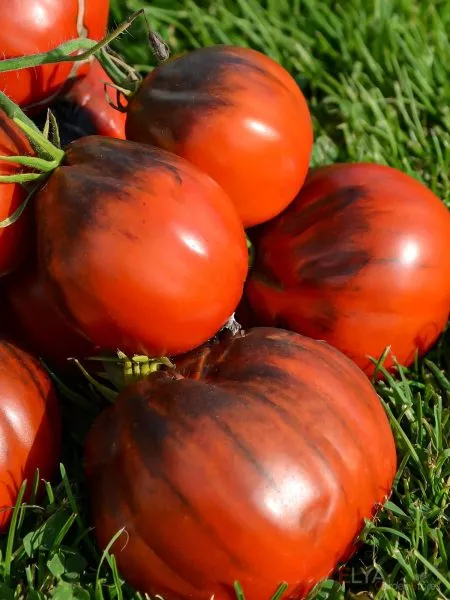 goluboy-tryufel-4-172338