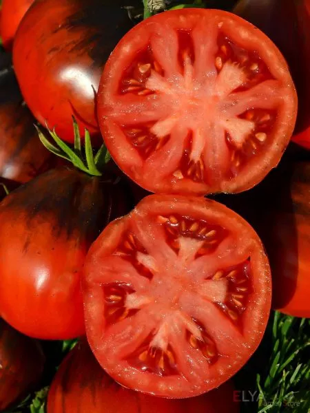 goluboy-tryufel-5-172338