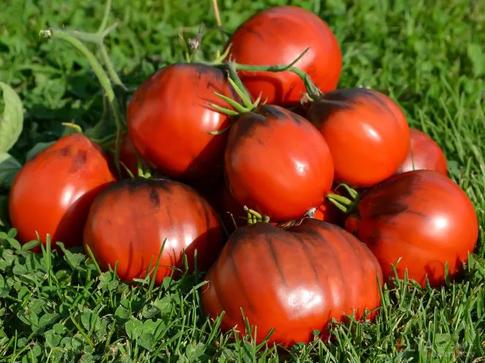 goluboy-tryufel-6-172338