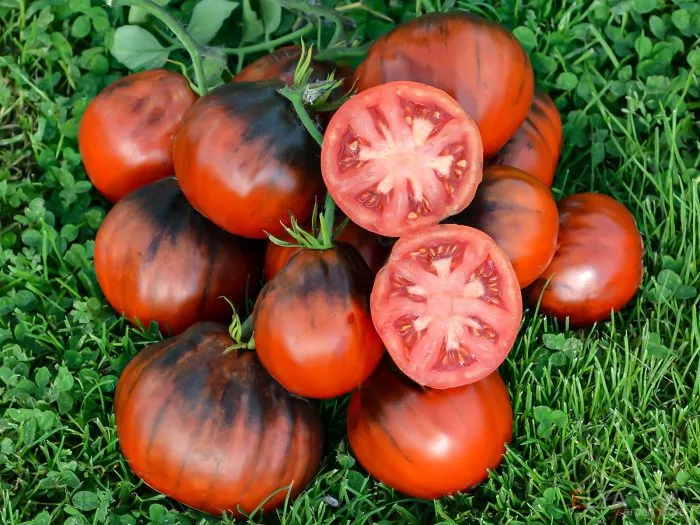 goluboy-tryufel-9-172338