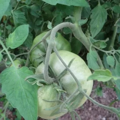 govyadina-s-kusta-10-174811