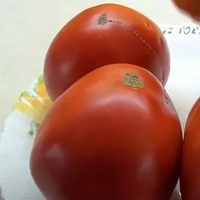 govyadina-s-kusta-11-174811