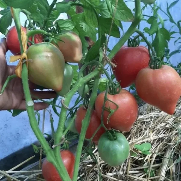 govyadina-s-kusta-2-174811