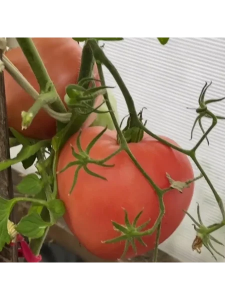 govyadina-s-kusta-3-174811