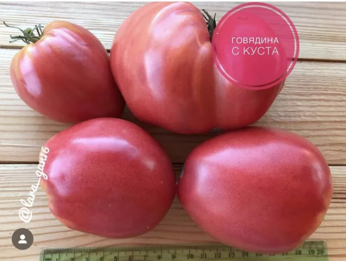 govyadina-s-kusta-4-174811